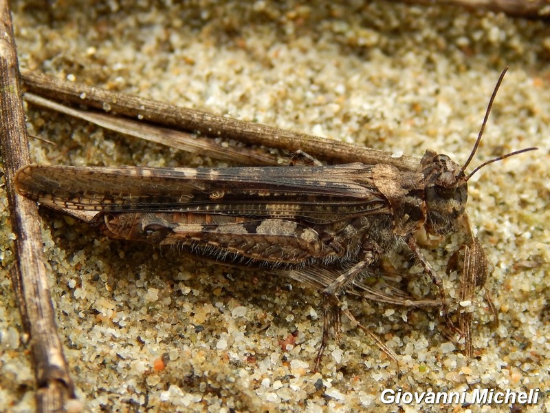 Acrotylus patruelis